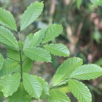 Coffea arabica L.